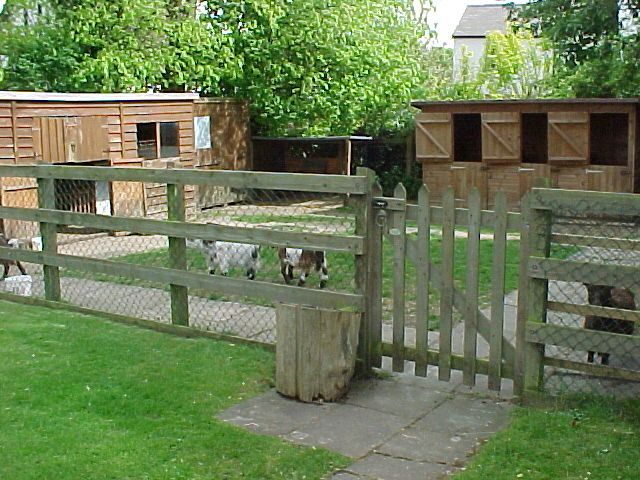 Goat Shelter Plans Pygmy Goat House Plans