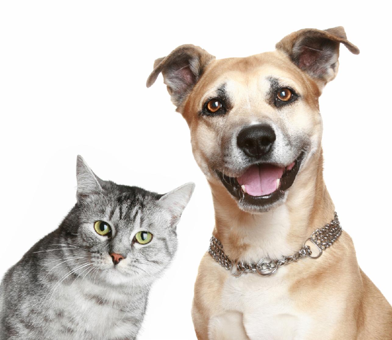 Are you a dog or a cat ? Personality Quiz