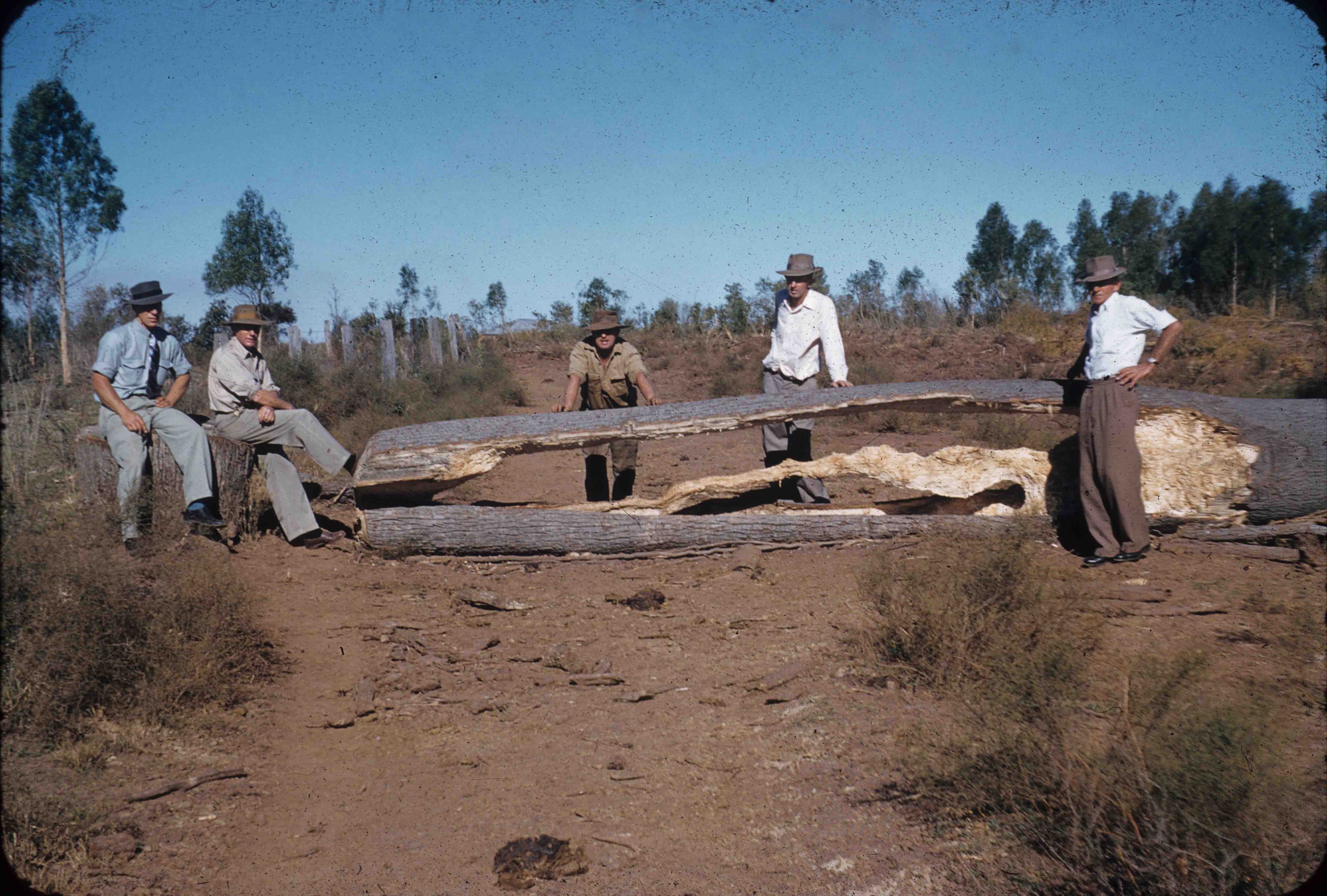 Drought feeding bottle trees to cattle, Monogorilby, c1955 Queensland Historical Atlas