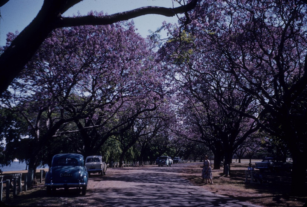 Jacaranda trees in flower, New Farm Park, 1958 Queensland Historical