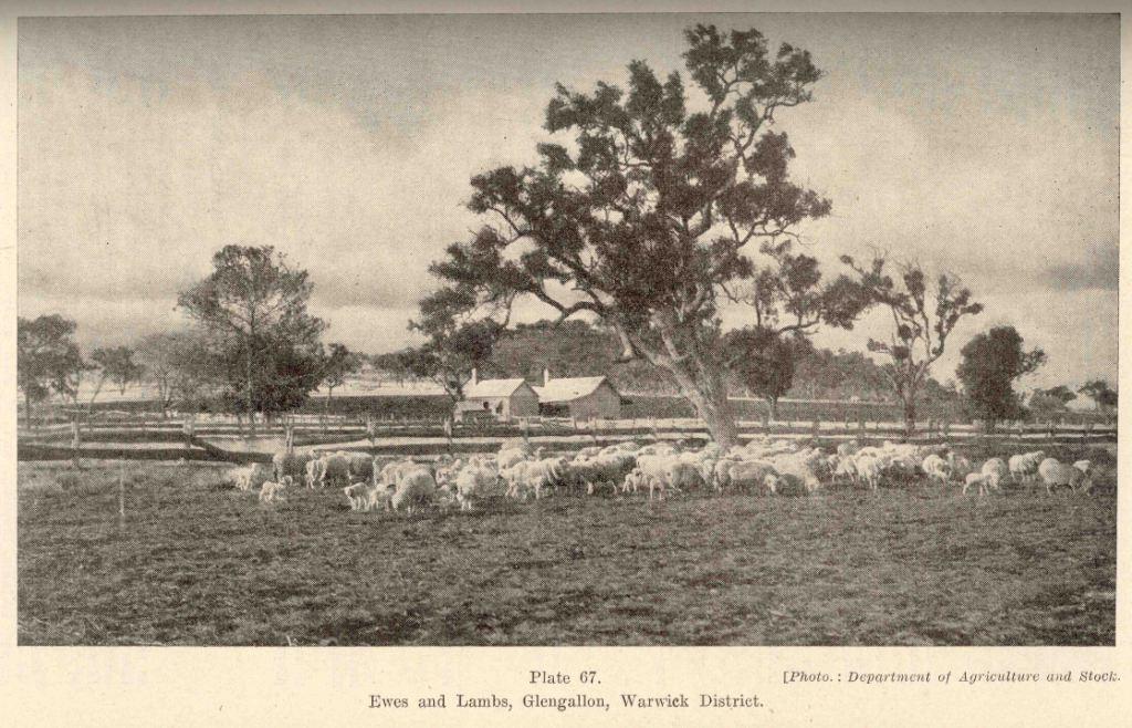 Ewes and lambs, Glengallan Homestead, Warwick, 1937 Queensland
