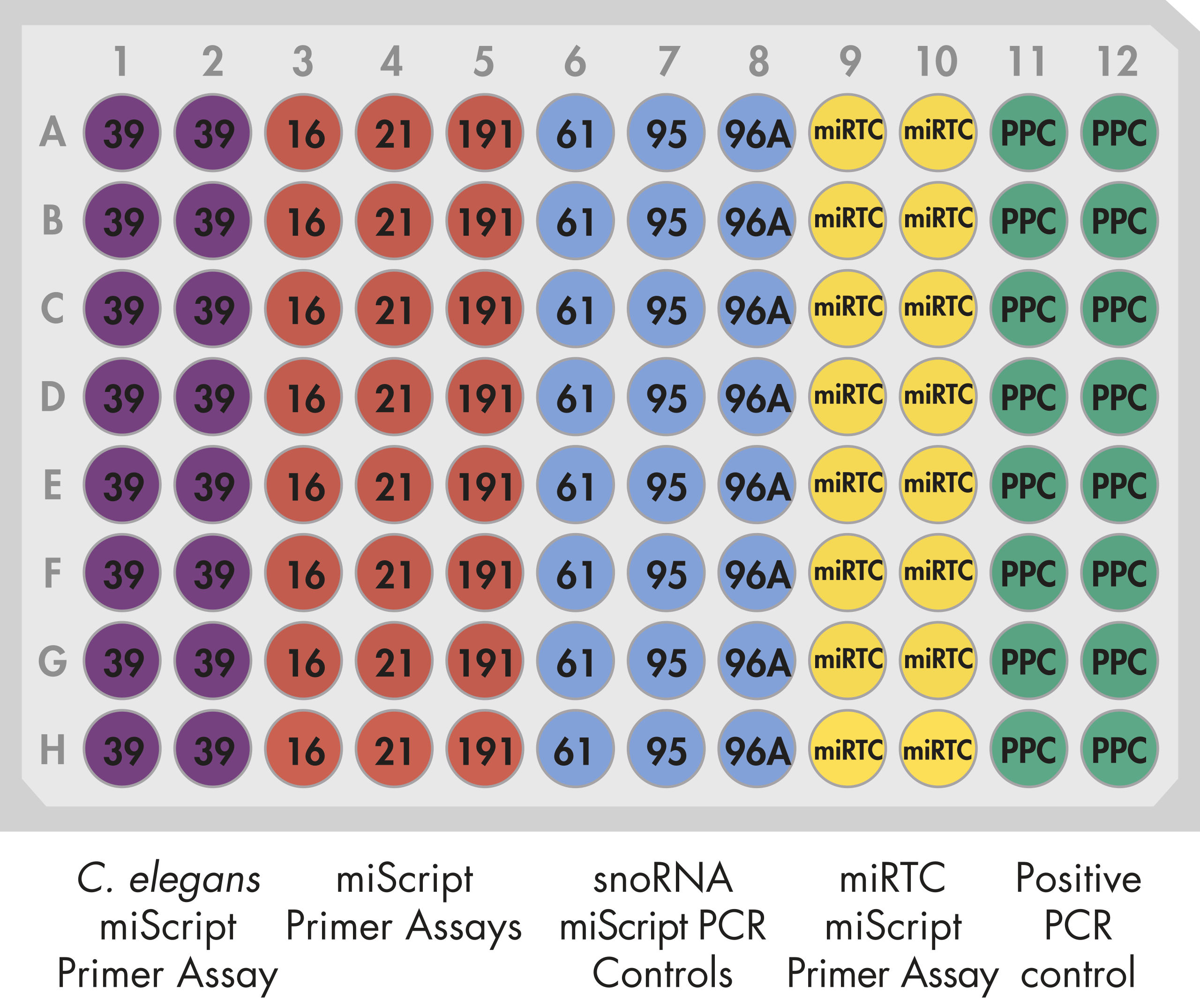 miScript miRNA PCR Arrays