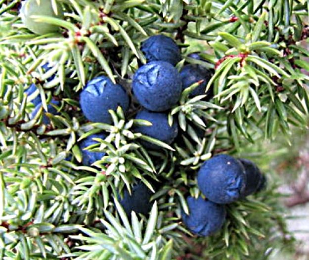 Q&A Juniper Berries Benefits for Health Nutrition Facts, Cooking Uses