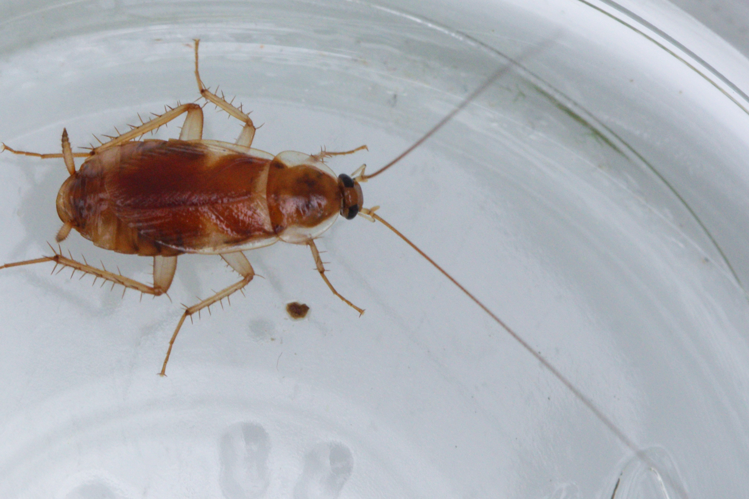 Bugs That Look Like Cockroaches But Are Not Pictures to Pin on