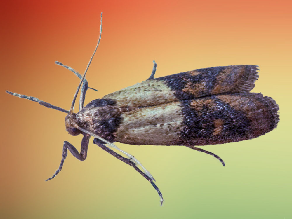 Indian Meal Moth a Pantry Pest Pest Control of Bed Bugs, Fleas and
