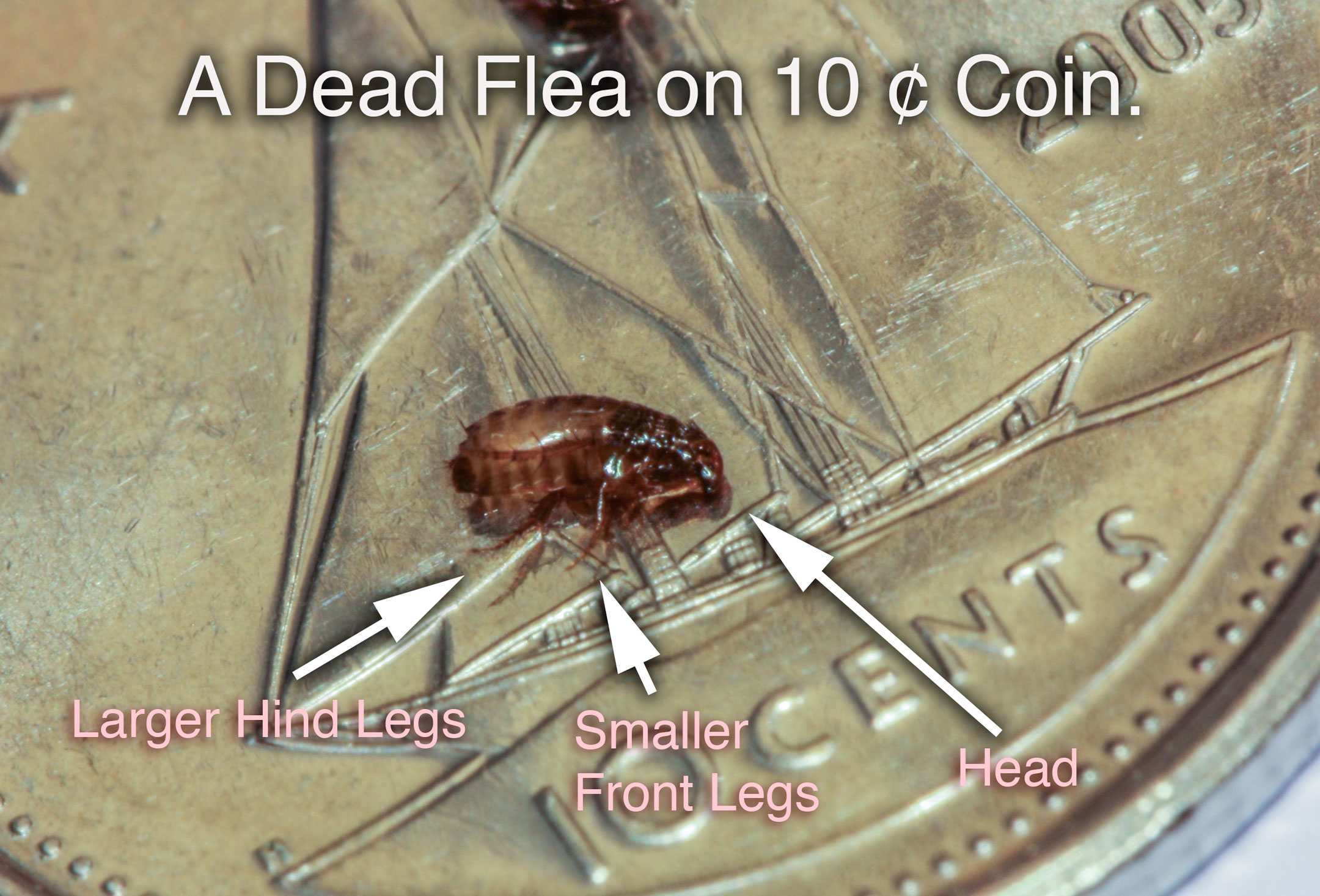 Fleas Extermination Pest Control of Bed Bugs, Fleas and Cockroaches.