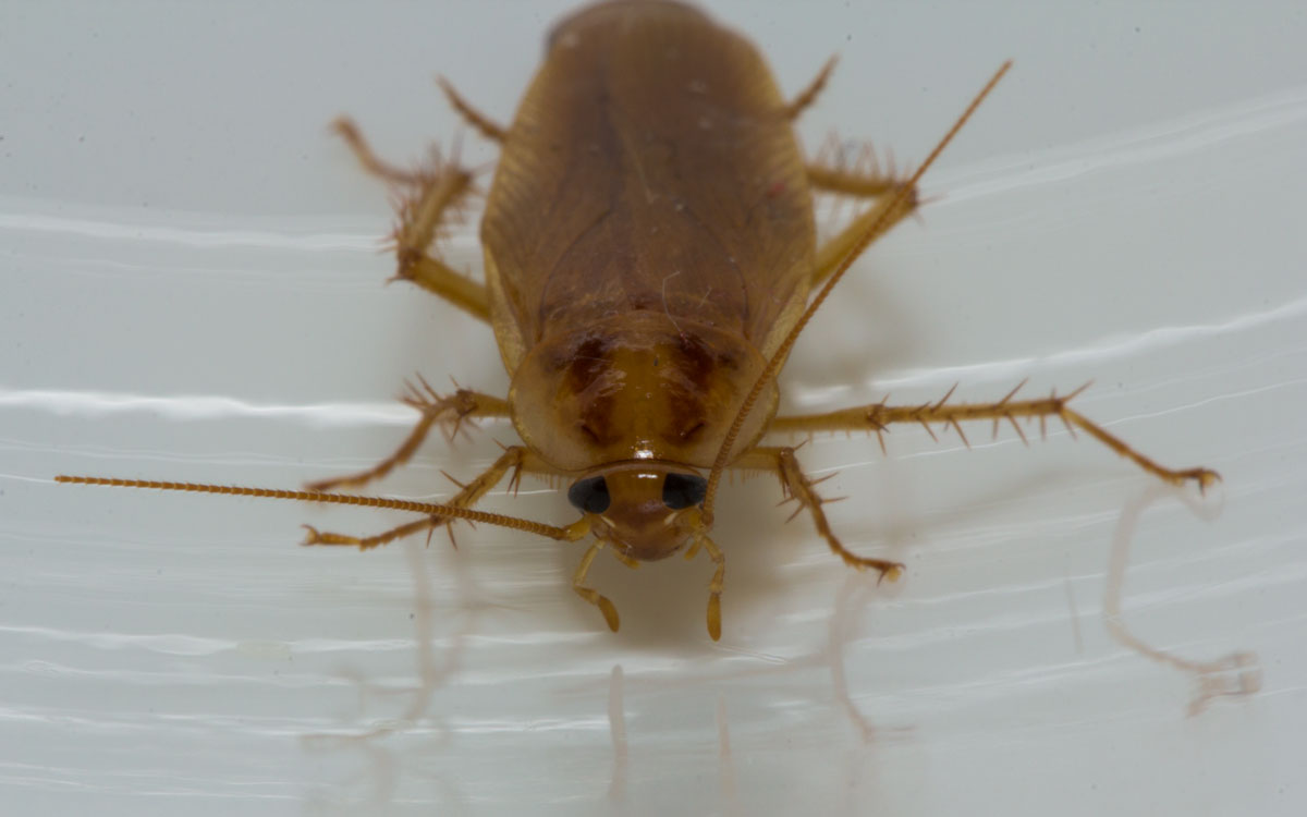 German Cockroach Extermination Pest Control of Bed Bugs, Fleas and