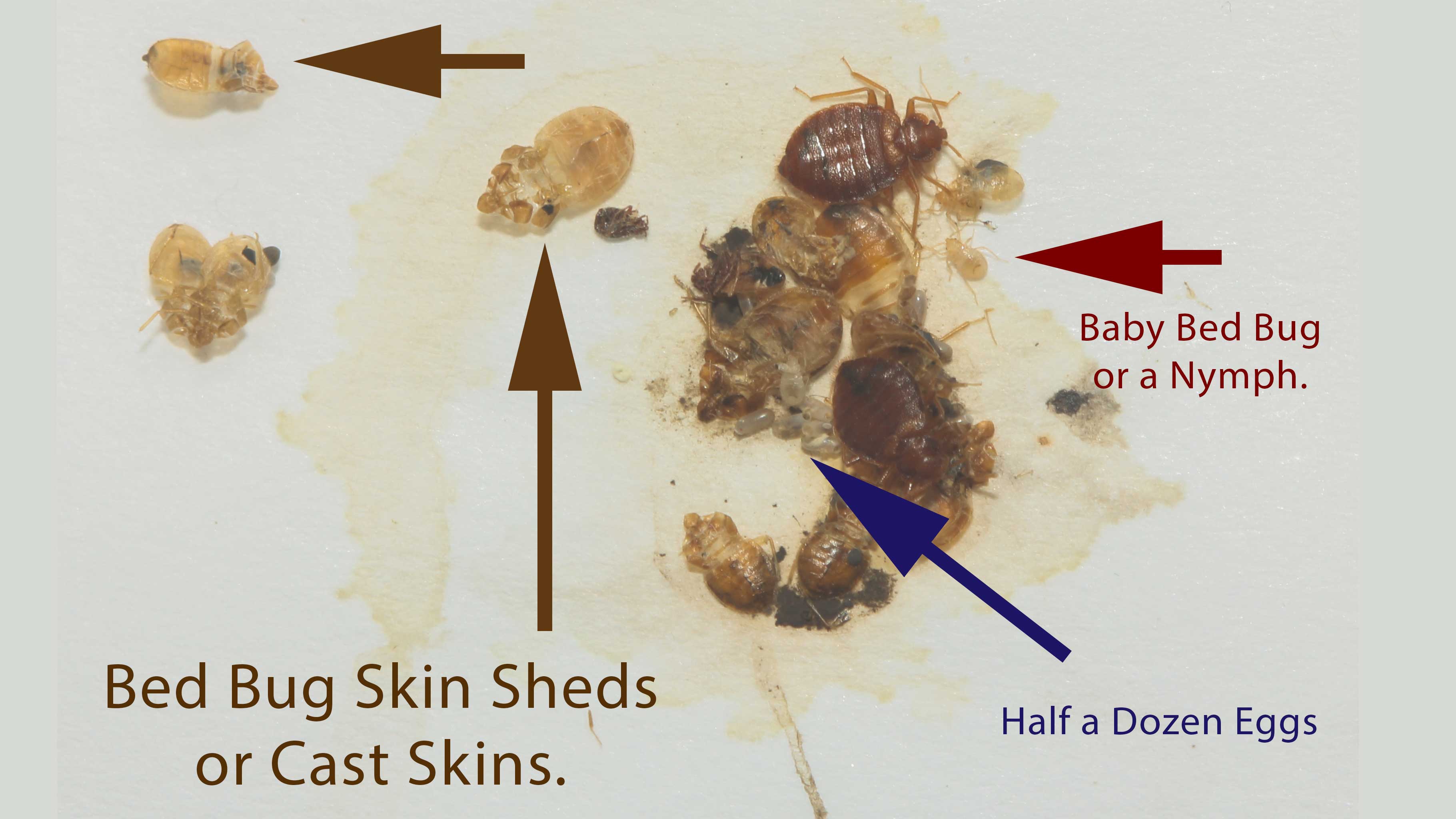 Baby Bed Bugs, Eggs, Tell Tale Signs Pictures. Pest Control of Bed
