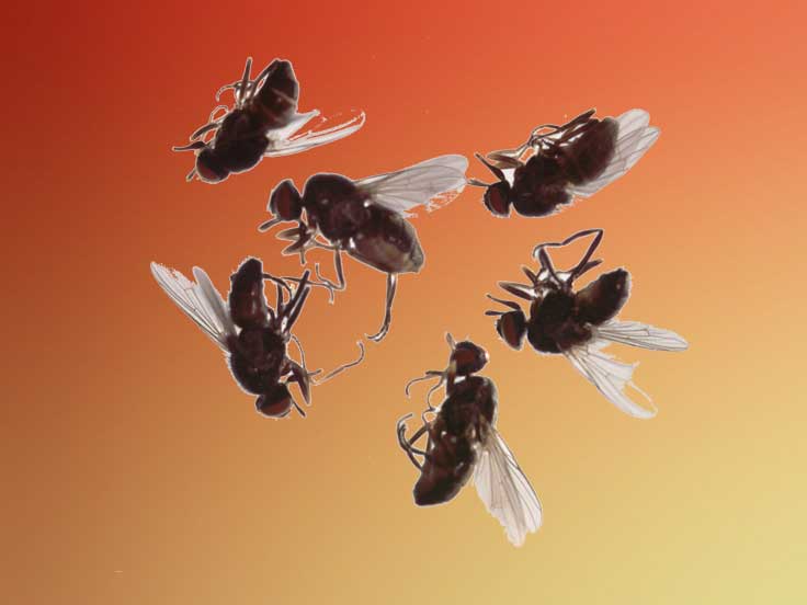 Mice Extermination Pest Control of Bed Bugs, Fleas and Cockroaches.