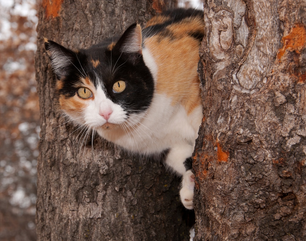 The of Calico Cats QPS Clinical Research