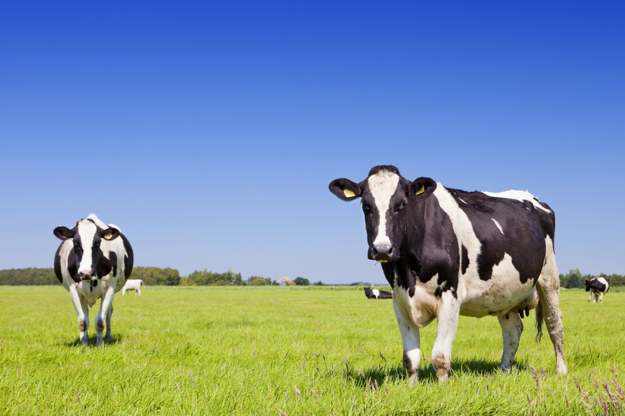Could Gene Therapy in Cows Slow Climate Change?