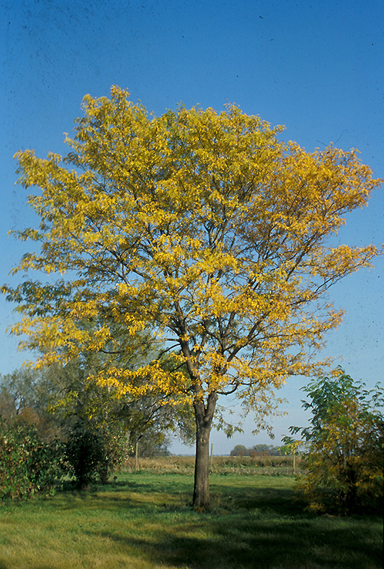 Northern Acclaim Honeylocust (Gleditsia triacanthos 'Harve') in Minneapolis St Paul Twin Cities