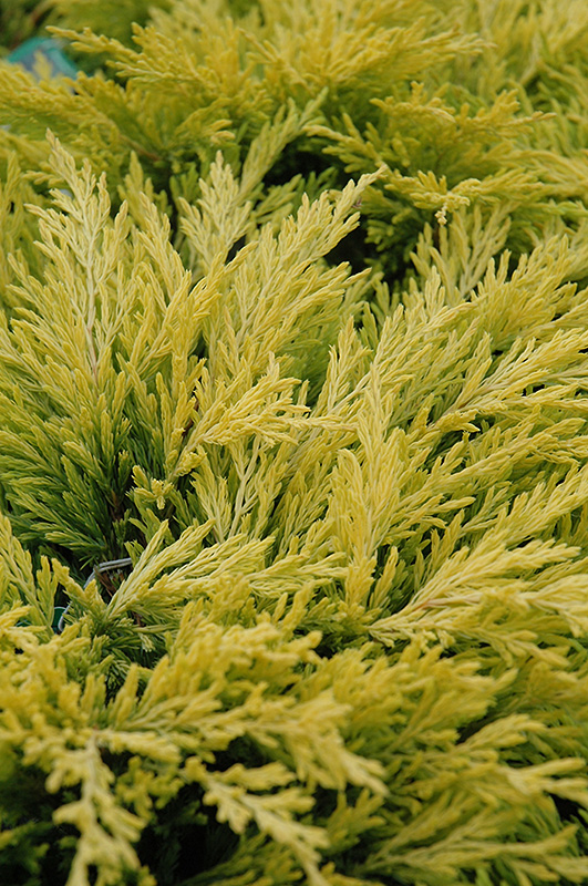 Lime Glow Juniper (Juniperus horizontalis 'Lime Glow') in Minneapolis St Paul Twin Cities Metro
