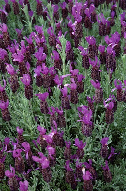 Anouk Supreme Spanish Lavender (Lavandula stoechas 'Anouk Supreme') in