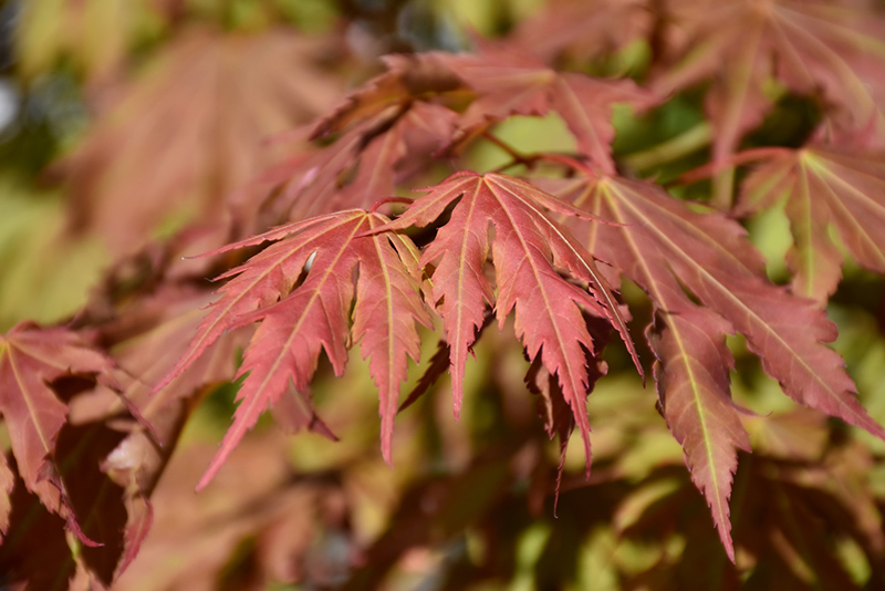 Korean North Wind Maple (Acer 'IsINW') in Minneapolis St Paul Twin