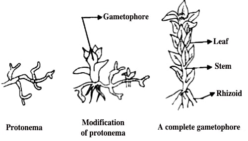 32 Label The Structures On This Diagram Of A Moss. 1000+ Labels Ideas