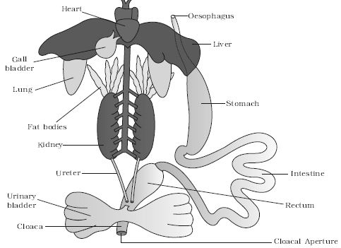 Explain Anatomy of Frog - QS Study