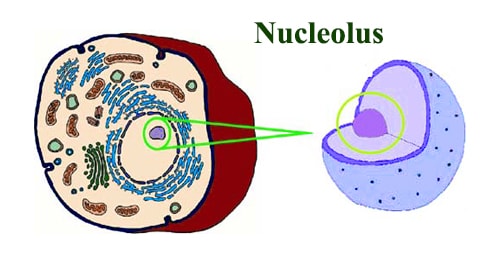 What is Nucleolus? - QS Study