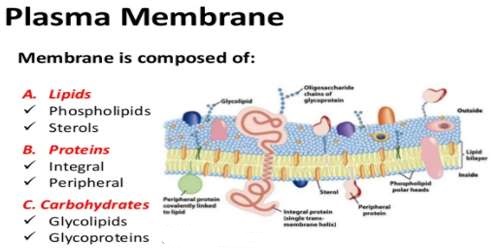 Plasma Membrane or Cell Membrane Structure and Function QS Study