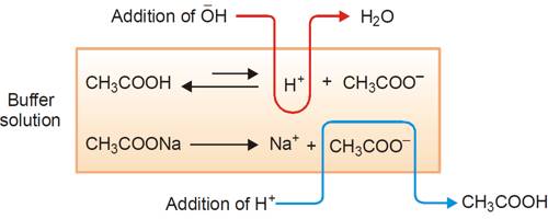 Mechanism of Buffer Action QS Study