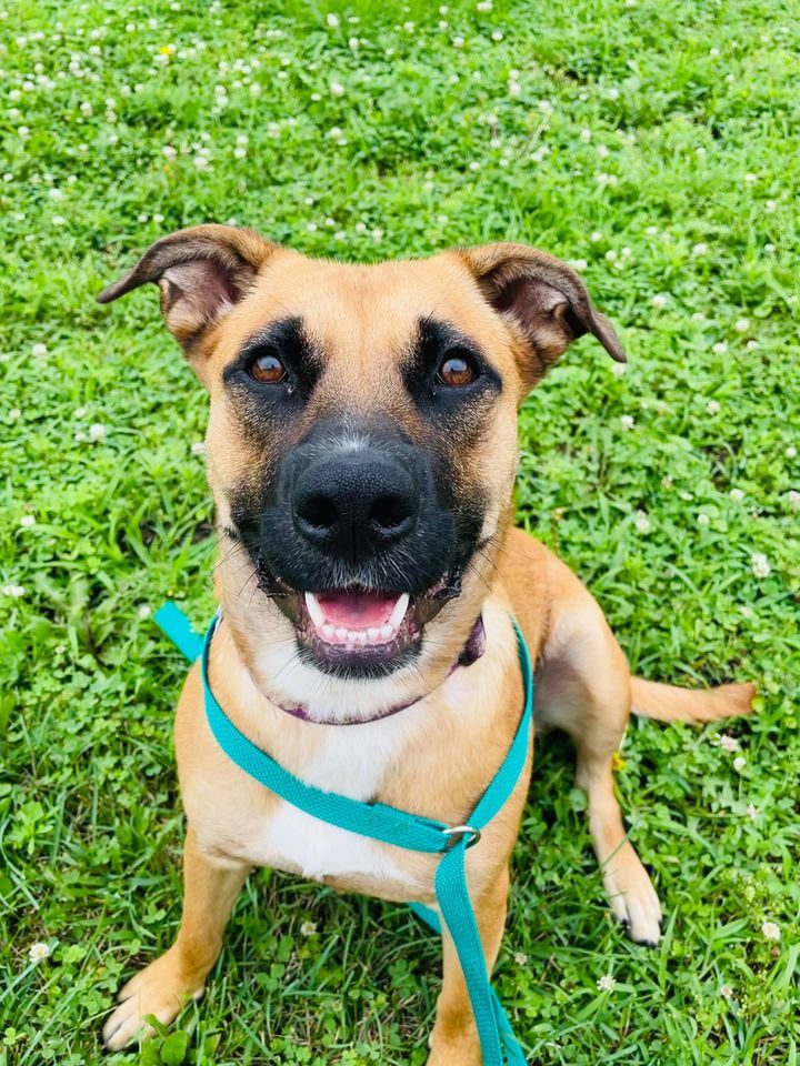 Looking To Adopt A Great New Pet? Check Out The Pet Of The Week From