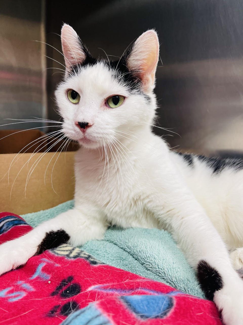 Looking To Adopt A Cute Kitty? Meet Lucy, Our Pet Of The Week! Quad