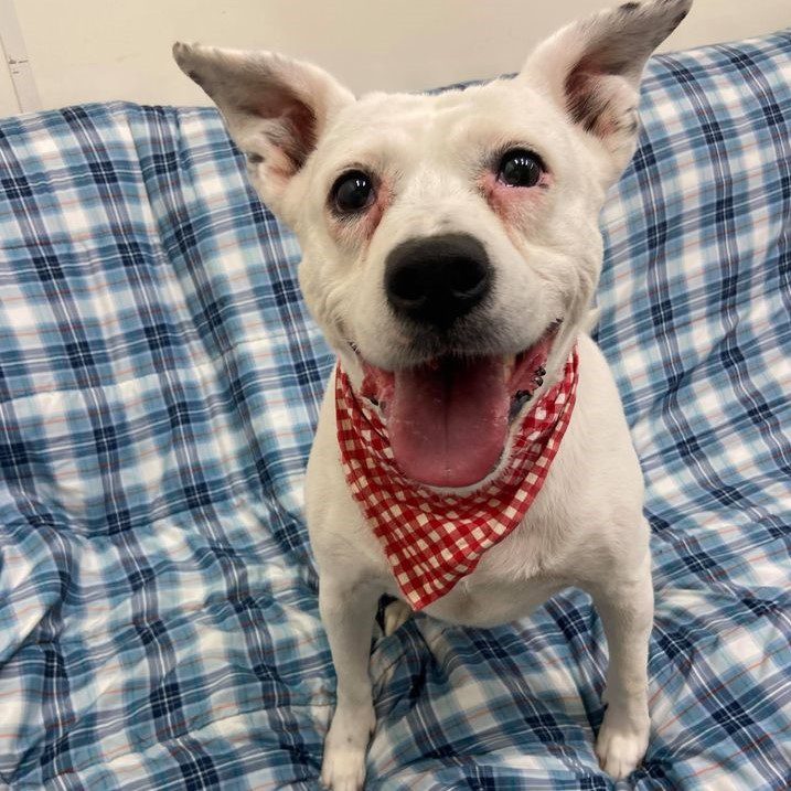 Looking To Adopt A Dog? Meet Ladybug, Our Pet Of The Week! Quad
