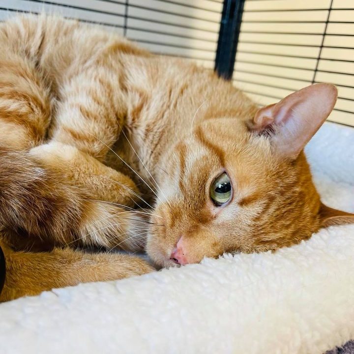 Looking To Adopt Some Pets? Meet Our Pets Of The Week! Quad Cities