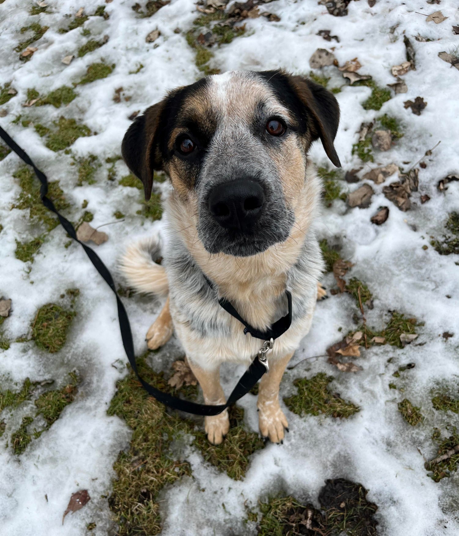 Meet Jake, Our Latest Illinois Pet Of The Month! Quad
