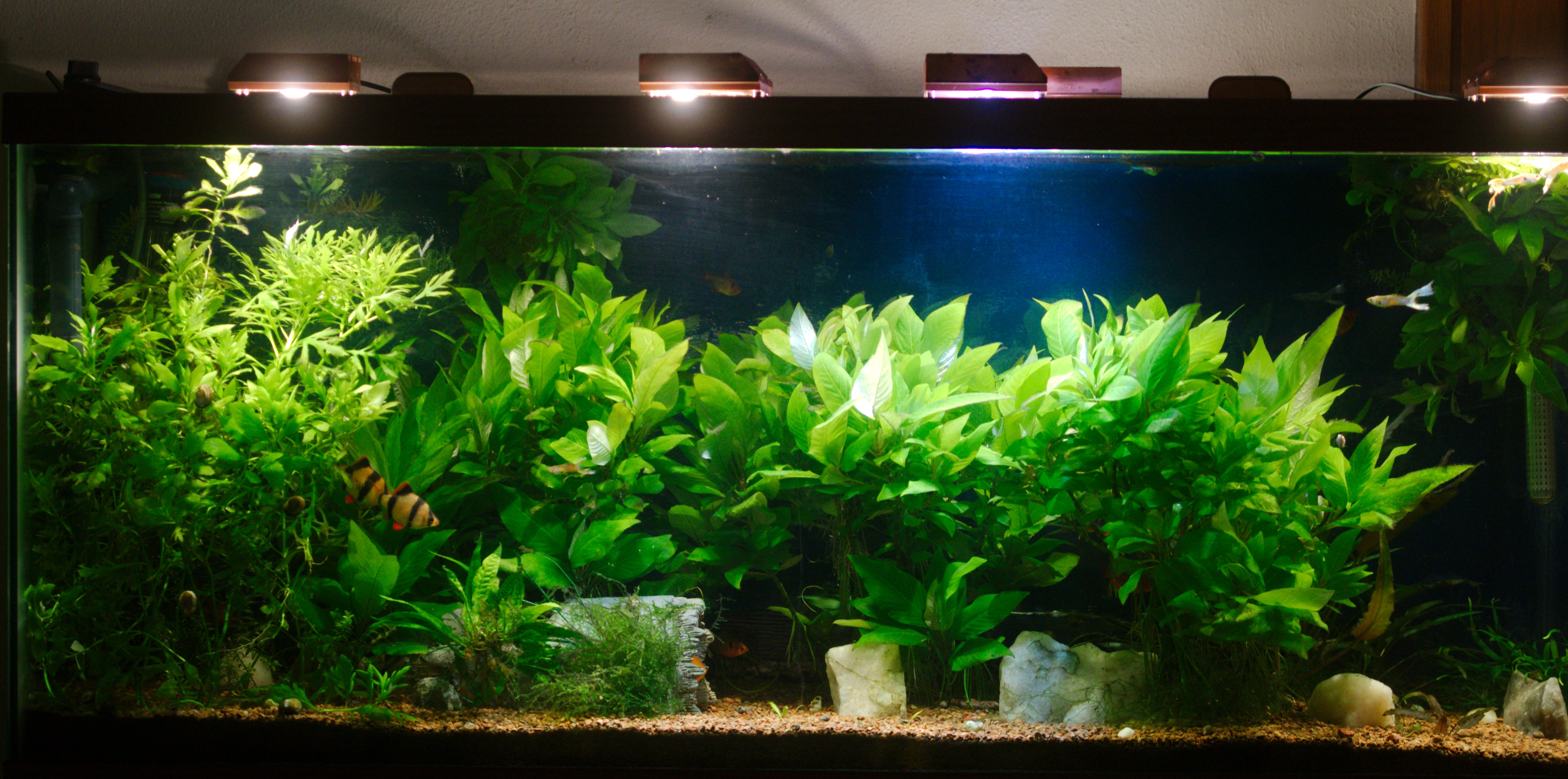 High vs Low CRI led comparisons? | The Planted Tank Forum