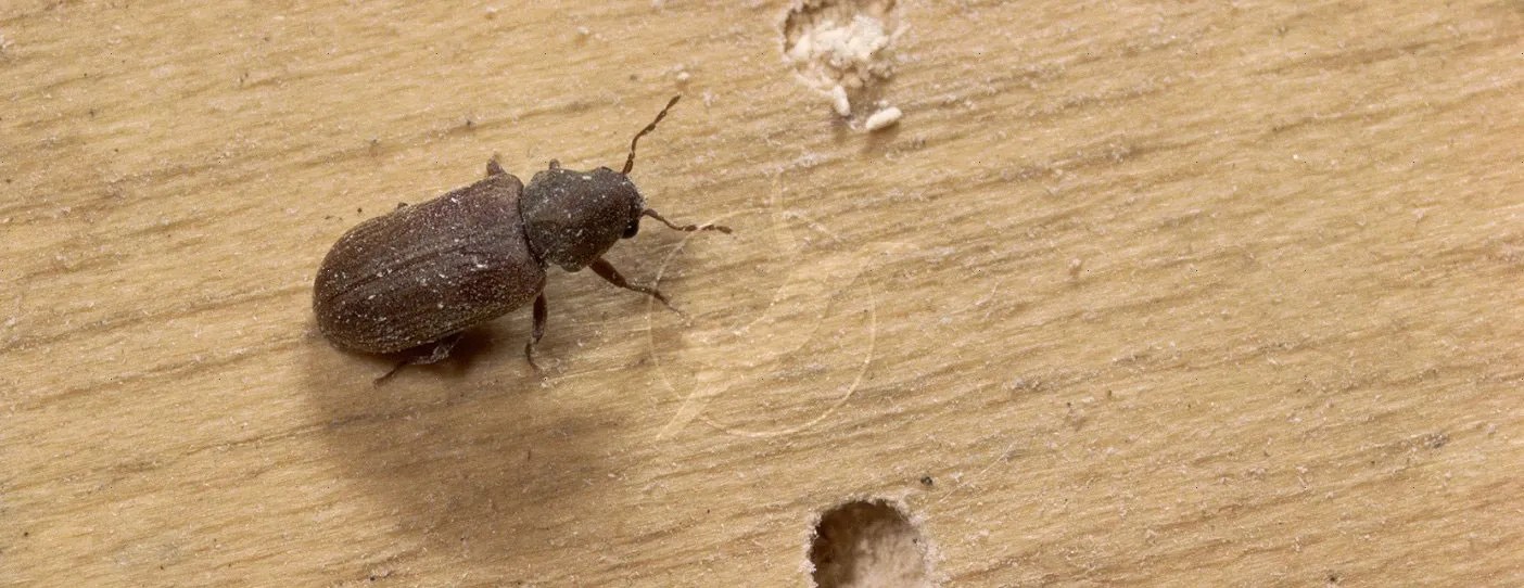 Powderpost Beetle Removal Quality Affordable Pest Control