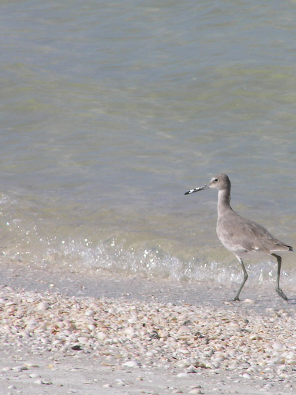Fishing & Shelling Charters Top Marco Island water adventure