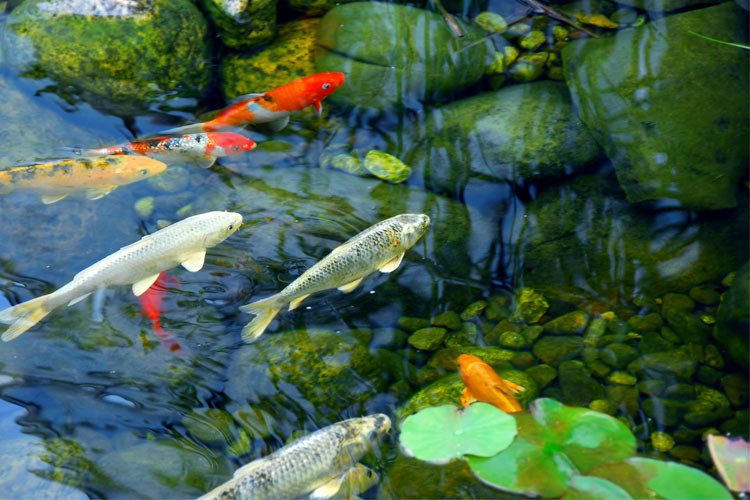 Quality Baits & Pond Fish in Albuquerque, NM