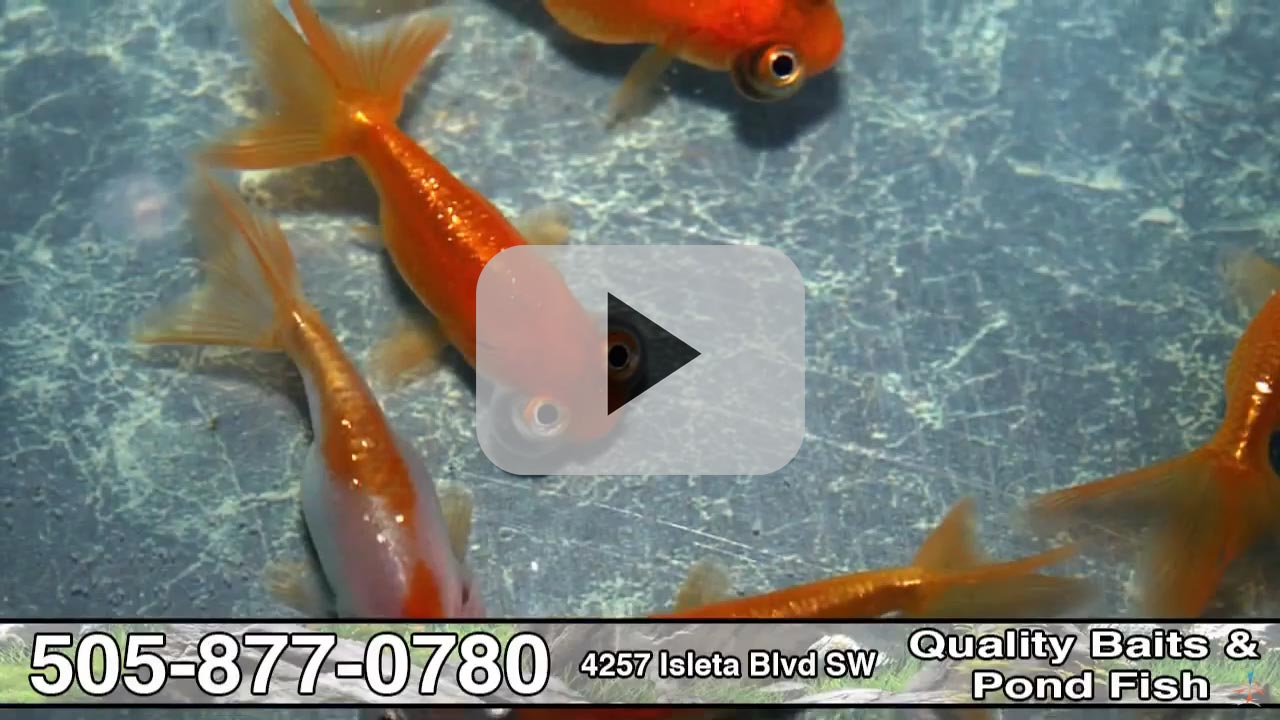 Quality Baits & Pond Fish in Albuquerque, NM