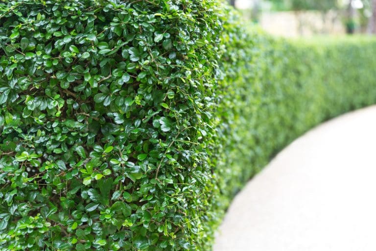 10 Chain Link Fence Privacy Ideas & Ways To Improve Your Fence Look