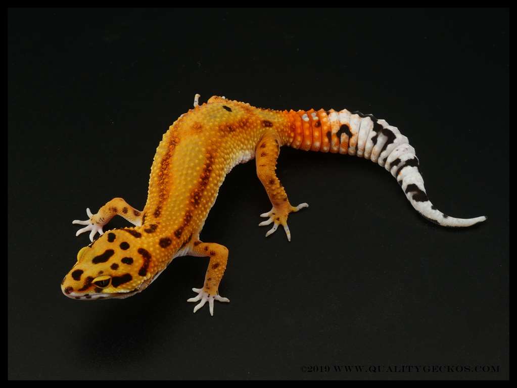 Man Bandit x Blood 5814 Quality Geckos
