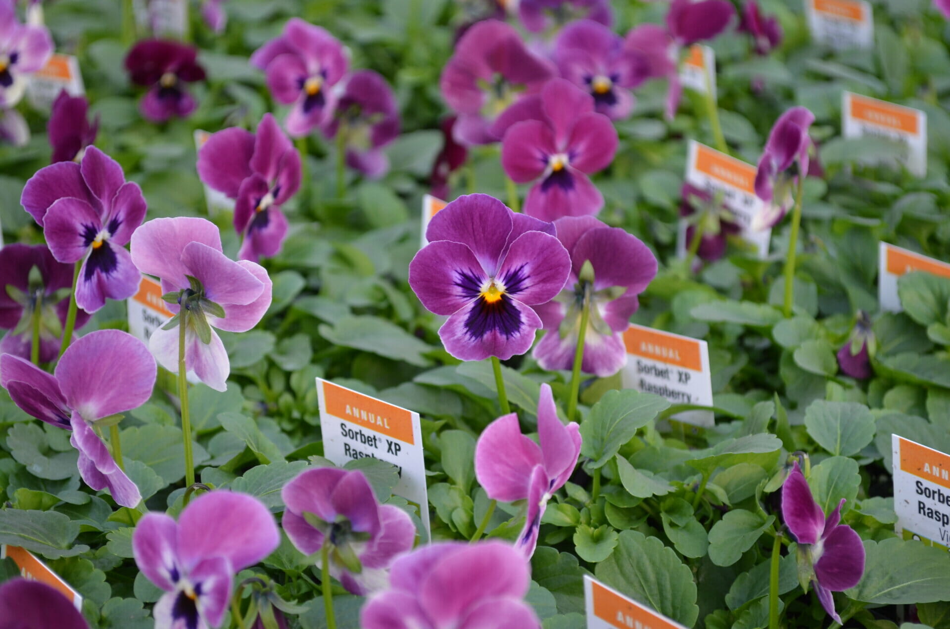 Viola Sorbet XP Raspberry Quality Greenhouses & Perennial Farm Inc
