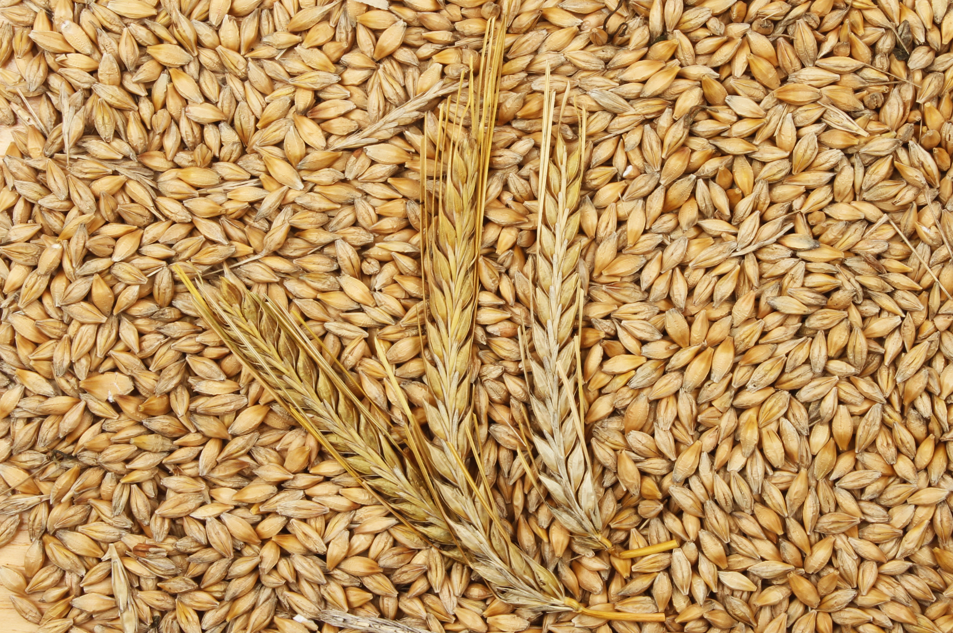 Barley grains and ears