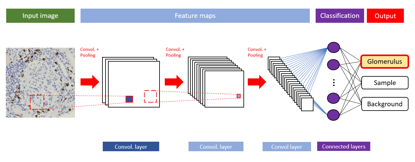 Deep learning for low contrast objects QuantaCell