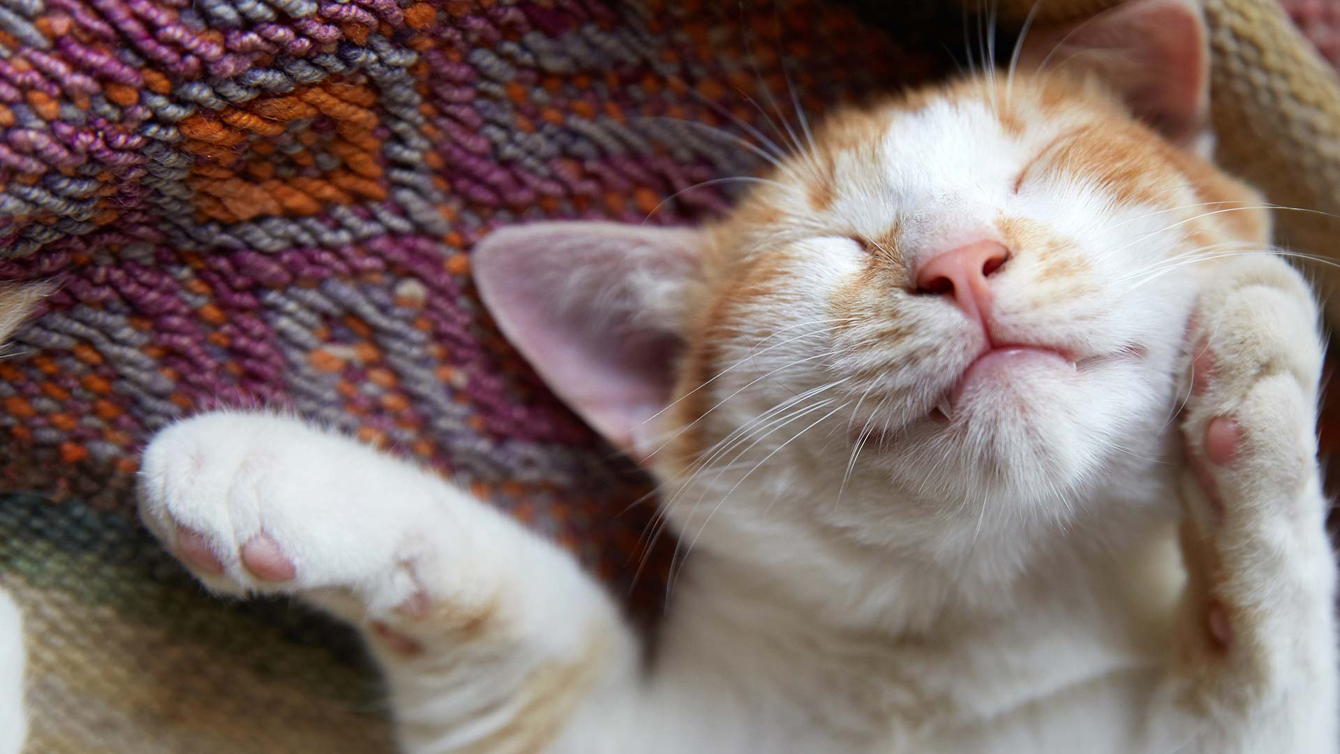 Darum sollte deine Katze drinnenbleiben quarks.de