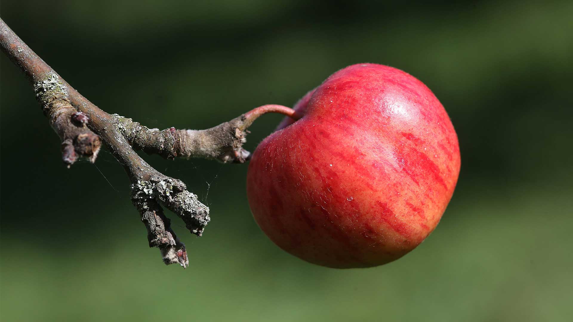 So können alte Apfelsorten gegen Allergie helfen quarks.de