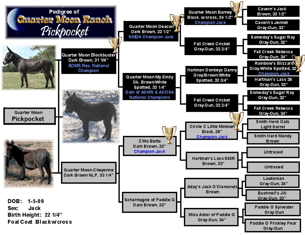 Recently Sold Miniature Donkeys from Quarter Moon Ranch