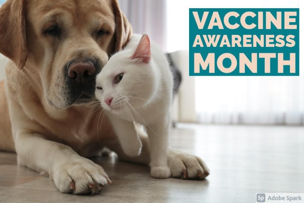 Vaccine Awareness Quartz Hill Veterinary Clinic