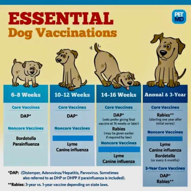 Vaccine Awareness Quartz Hill Veterinary Clinic