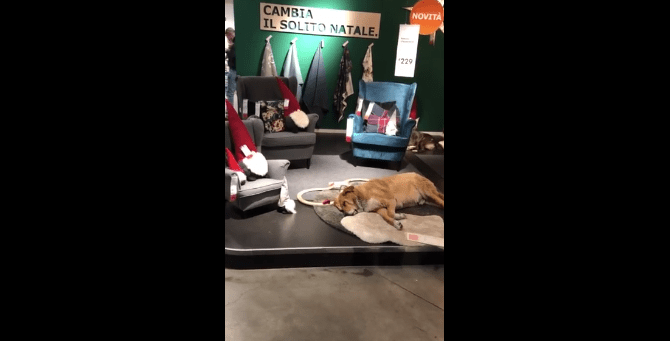Una tienda de Ikea ofrece cobijo a los perros callejeros de cara al