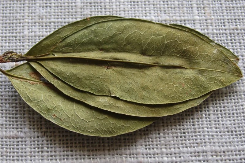 The sacred coca leaf of the Incas Quechua Expeditions
