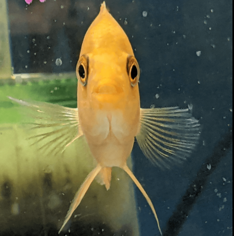 Bay Ridge Fish Stores Sells Beautiful Pet Fish on 5th Avenue and......