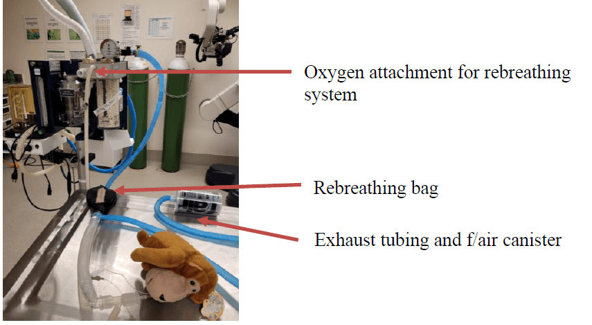 Veterinary Anesthesia Machine Rebreathing