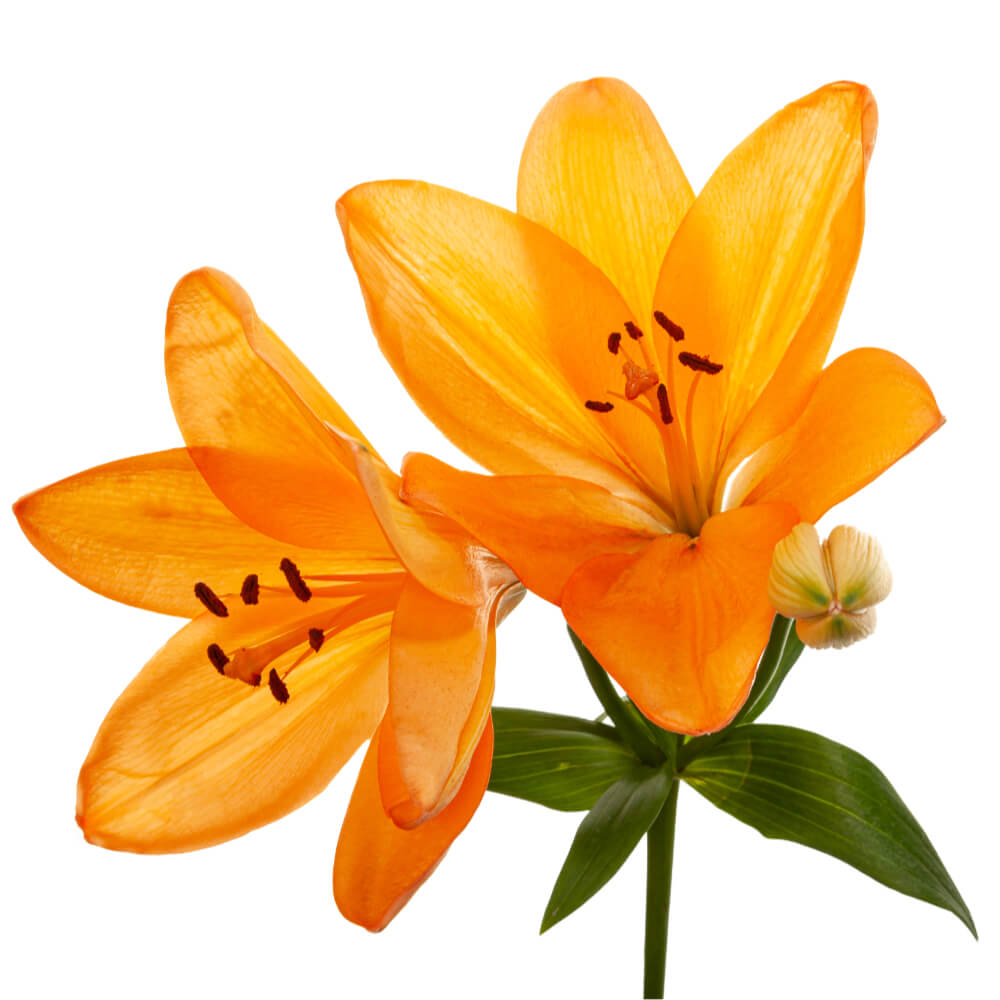 Novelty Flemington The Queen's Flowers