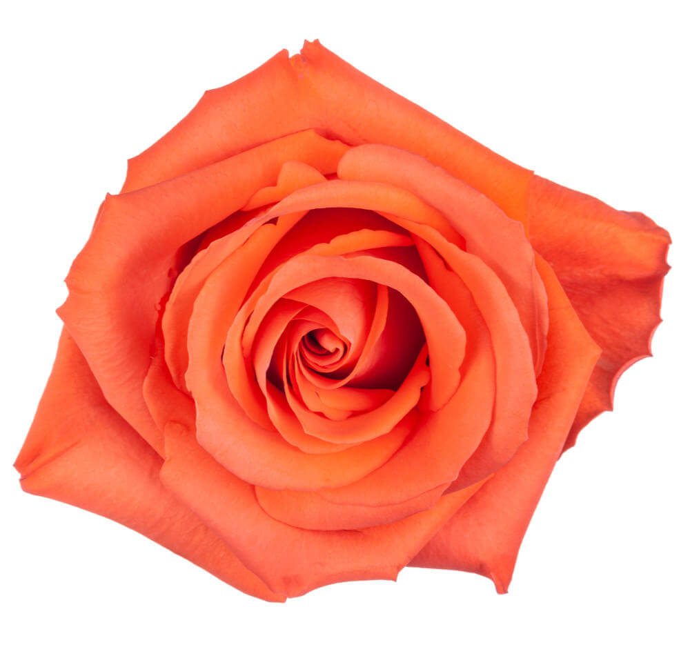 Rose Alive The Queen's Flowers